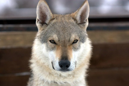 Caaso II od Úhoště